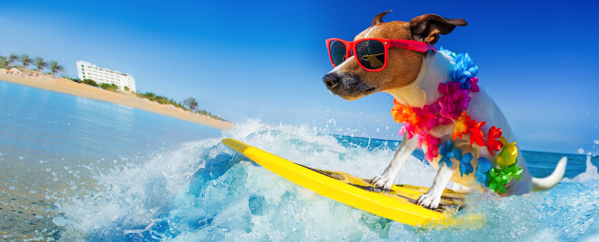 Een vrolijke hond aan het surfen