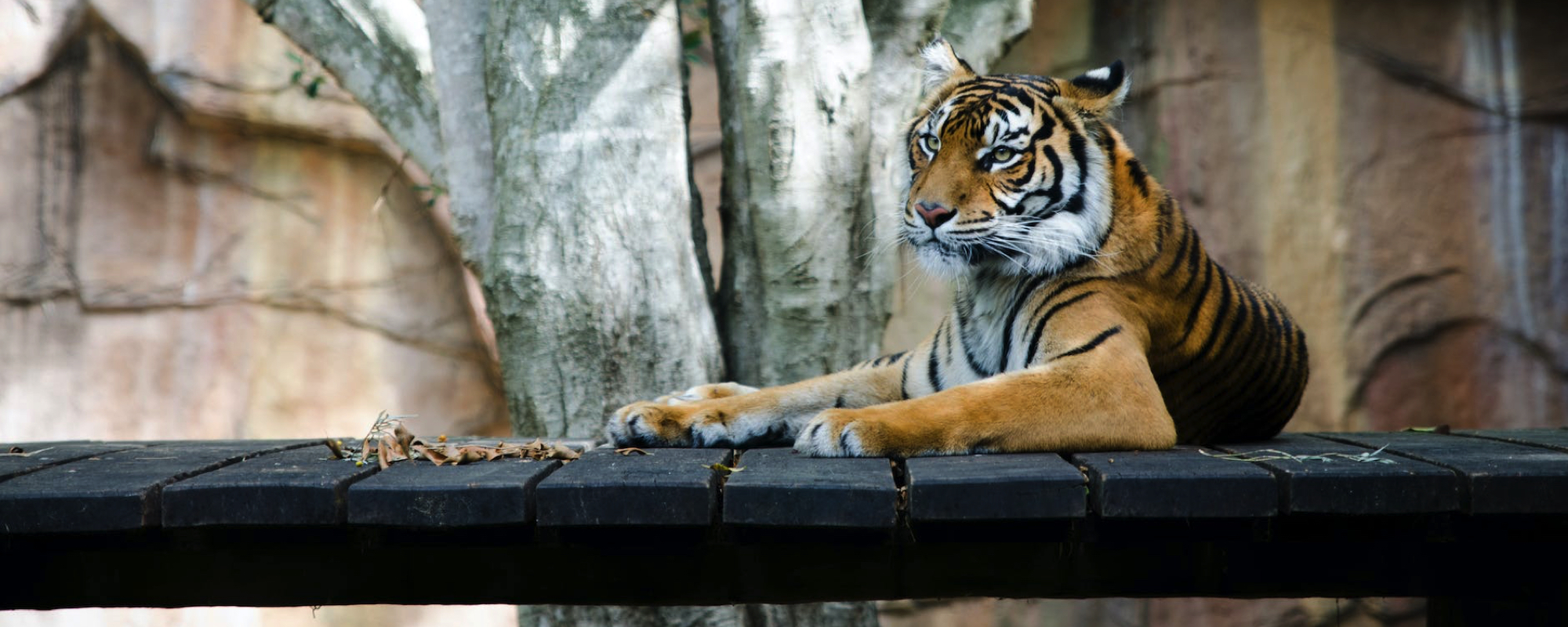 Een tijger in een dierentuin