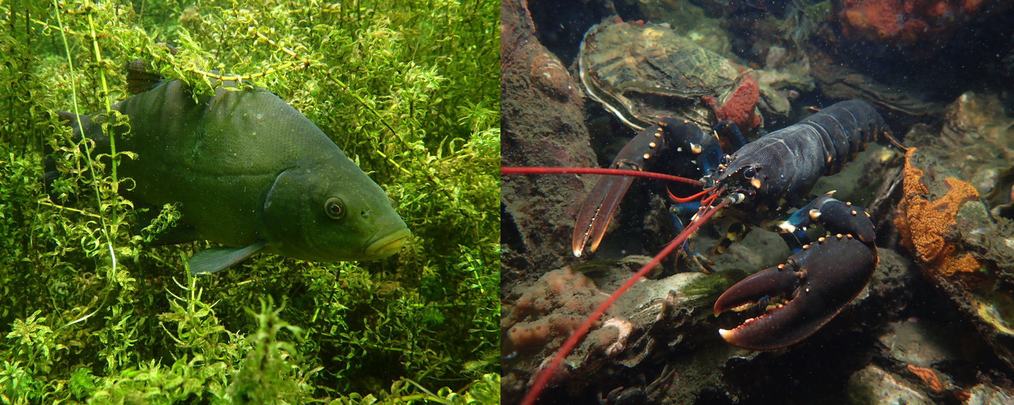 Foto van een brasem en kreeft onder water in Nederland