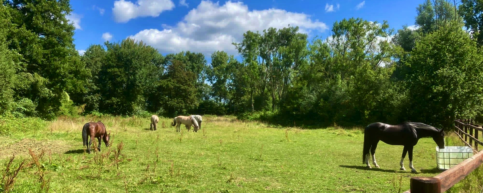 Paarden in de wei bij de manege