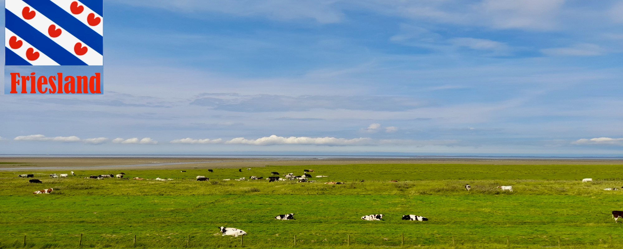Foto van een weiland in Friesland met een Friese vlag