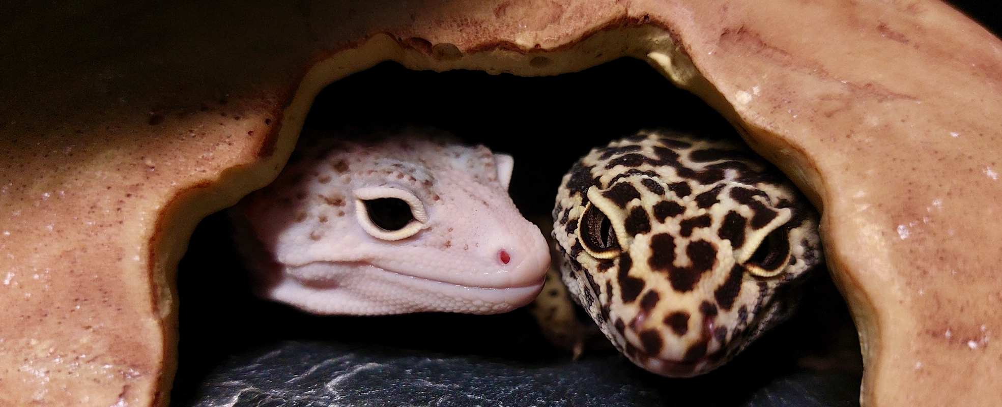 Twee reptielen, de huisdieren van Amy